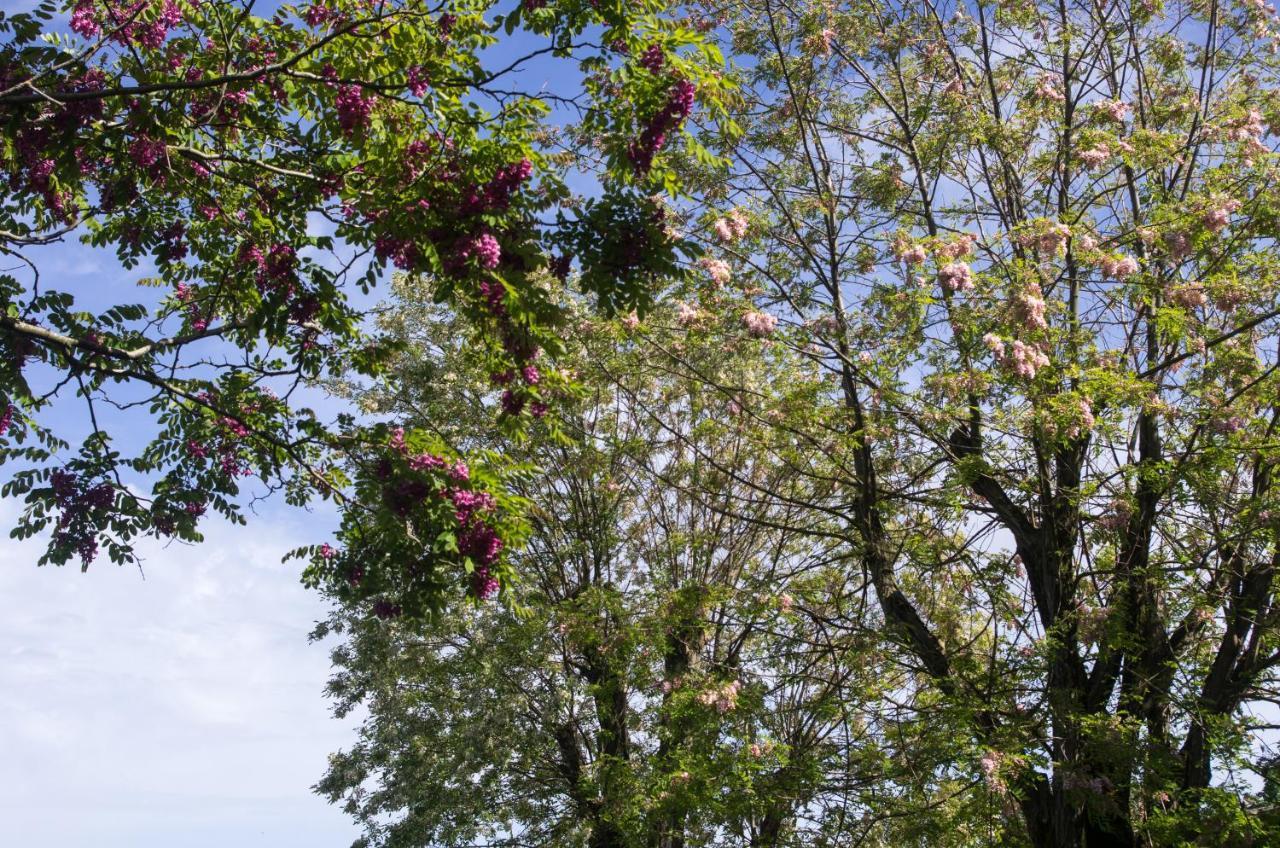 Logis Saint Leonard Bed & Breakfast Dompierre-sur-Mer Exterior foto